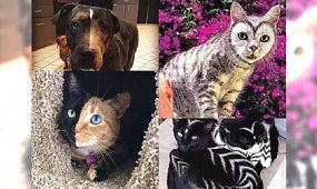 WOW! Zwierzęta, jakich nie widzieliście! Czy one istnieją naprawdę?