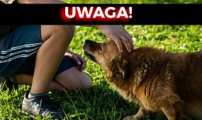 Masz psa? Szykuj portfel. Rząd wyciąga ręce po Twoje pieniądze!