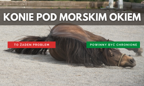 Wyrok w sprawie znęcania się nad końmi pod Morskim Okiem