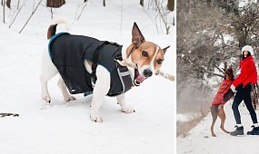 To nie fanaberia. Jeśli Twój pies jest na tej liście, a nie ma kurtki zimę – popełniasz fatalny błąd [lista]