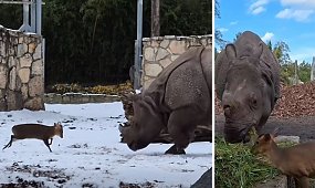 Dawid kontra Goliat we Wrocławiu! 13-kilogramowy maluch "zaatakował" potężnego nosorożca [wideo]