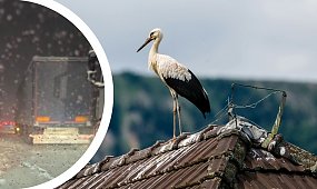 To nie są żarty. Słynny bocian Krutek pędzi do Polski. Eksperci są pełni obaw