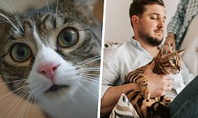 5000 zł kary za kota? Właściciele mruczków drżą o portfele. "To koniec wolnej amerykanki"