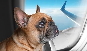 Koniec z horrorem psów w luku bagażowym! Czworonogi będą podróżować na pokładzie samolotu