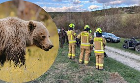 "Dawid, niedźwiedź!" – to były jej ostatnie słowa. Potworna śmierć 58-latki w Bieszczadach!