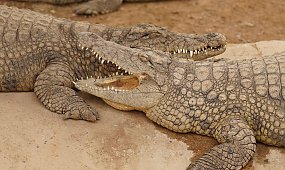 Horror w zoo. 30-latek zepchnął 3-latka krokodylom na pożarcie, policja ujawnia mroczny szczegół