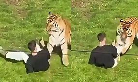 Koszmar w brytyjskim zoo. Tygrys rzucił się na mężczyznę na oczach tłumu. Jego ostatnie słowa mrożą krew w żyłach [wideo]