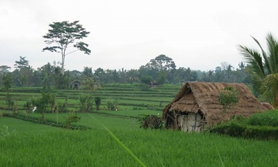 Gatunki ryżu