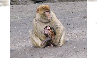 3 największe ogrody zoologiczne na świecie