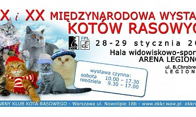 Międzynarodowa Wystawa Kotów Rasowych