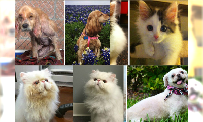 Zdjęcia przed i po adopcji zwierzaków, które wzruszą Was do łez!