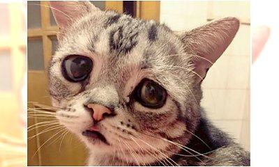 Poznajcie najnowszą internetową sensację! Luhu - najsmutniejszy kot na świecie