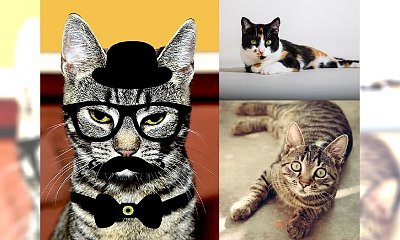 Uwielbiasz koty? A może ich nienawidzisz? Ten filmik sprawi, że je pokochasz! My uśmialiśmy się do łez!