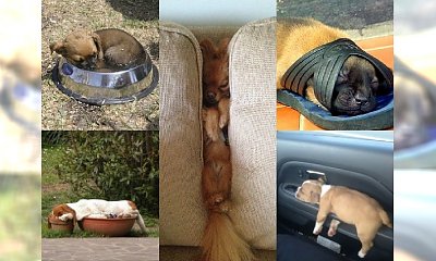 Psy mają wyrąbane na to gdzie śpią! 19 zdjęć psiaków, które rozbawią Cię do łez!