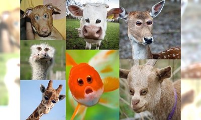 Jak wyglądałyby zwierzęta, gdyby miały oczy z przodu głowy? Sprawdź koniecznie! Nr 10 wygrywa!
