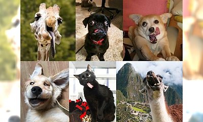 Zwierzęta też mogą być NIEFOTOGENICZNE! 25 mega zabawnych zdjęć, obok których nie przejdziesz obojętnie!