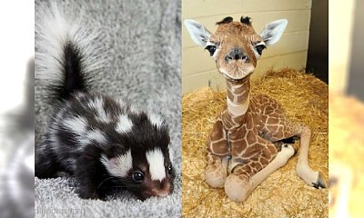 Najsłodsze zwierzaki świata! 35 cudownych BABY ANIMALS
