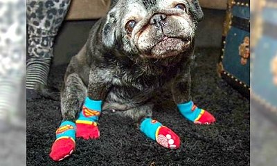 Ten mops potrzebował do szczęścia tylko pary skarpetek - teraz ma całą kolekcję... ZOBACZ DLACZEGO!