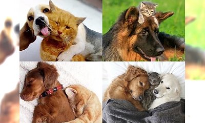22 zdjęć psów i kotów, które są dowodem na to, że ich przyjaźń jednak istnieje! Zdjęcie nr 17 wygrywa