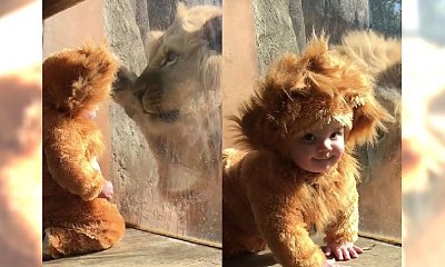 WOOOW! Jak zareagował lew w zoo, który zobaczył malucha w przebraniu lwa?! MUSICIE TO ZOBACZYĆ!