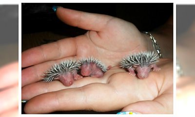 14 baby animals, które rozgrzeją Twoje serce! Co za słodziaki