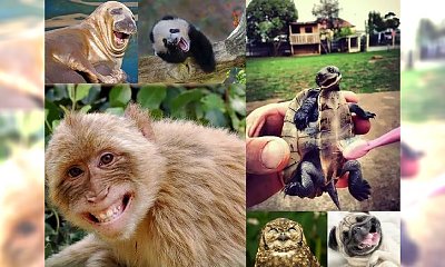 CO ZA CUDO! 30 uśmiechniętych zwierzaków, które pokochasz od pierwszego wejrzenia! ZARAŹLIWA GALERIA!