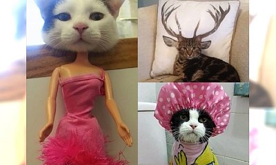 Nic nie poprawia humoru tak jak zabawne zdjęcia kotów. #9 najlepsze!