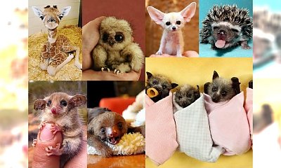Najsłodsze zwierzęta świata - tak uroczych istot jeszcze nie widzieliśmy! 16 niesamowitych zwierzaków, które pokochał cały Internet!