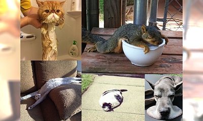 15 zdjęć zwierząt, które poprawią Ci humor! Zakochasz się w tej galerii!