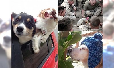 Kilkanaście zdjęć ze zwierzakami w roli głównej. Każda z tych fotek sprawi, że się szeroko uśmiechniesz! CU-DOW-NE!
