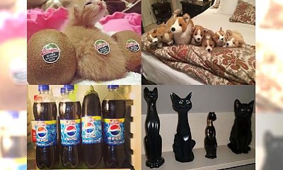 Na tych zdjęciach jedna rzecz nie pasuje do reszty... Spróbuj ją znaleźć i nie popłakać się ze śmiechu!