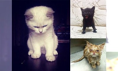 Uwielbiasz koty? Tych można się poważnie wystraszyć! Kot ze zdjęcia nr 8 trochę nas przeraża...