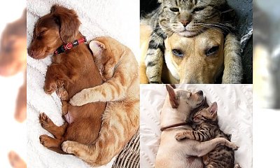 Galeria zdjęć, która jest dowodem na to, że psy i koty potrafią żyć w zgodzie - UROCZE