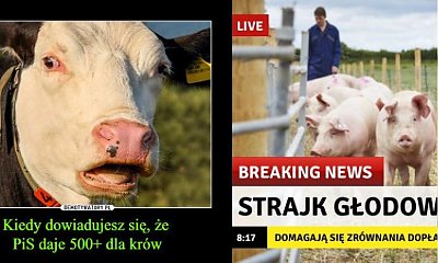 Jarosław Kaczyński proponuje dopłatę 500+ do krowy i 100+ do świni. Internet zalały MEMY!