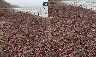 Na plaży znaleziono mnóstwo ryb, które wyglądają jak PENIS. Nie uwierzycie własnym oczom. To prawdziwa inwazja!