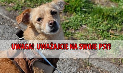 UWAGA Warszawiacy! Ktoś rozrzuca parówki z igłami i zszywkami na jednym z osiedli