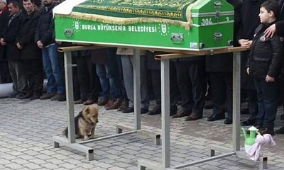 Pies został ze swoim panem do samego końca. Wierny towarzysz nie opuścił go nawet po śmierci