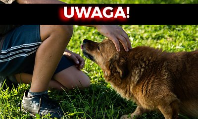 Masz psa? Szykuj portfel. Rząd wyciąga ręce po Twoje pieniądze!