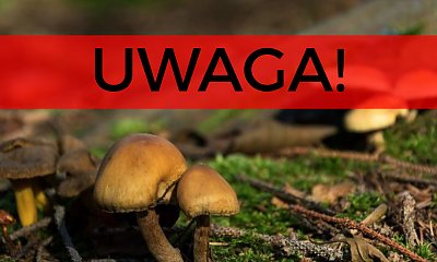 Śmiertelne grzyby na obiad. Cztery osoby nie żyją przez błąd grzybiarzy