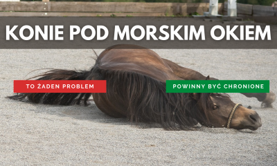 Wyrok w sprawie znęcania się nad końmi pod Morskim Okiem