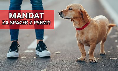 Masz psa? Zapomnij o spuszczaniu go ze smyczy. Grozi za to wysoki mandat!