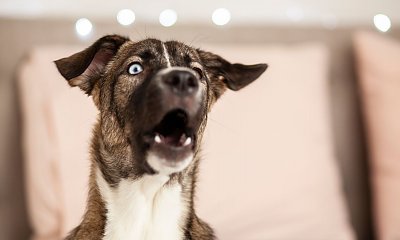 "Pies sąsiada z góry wiecznie wyje! Pracuję w domu i nie mogę się przez to skupić. Paranoja!