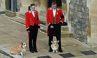 Psy Elżbiety II wciąż żyją po królewsku! Sara Ferguson opowiada, jak wygląda teraz życie ulubieńców królowej Elżbiety II
