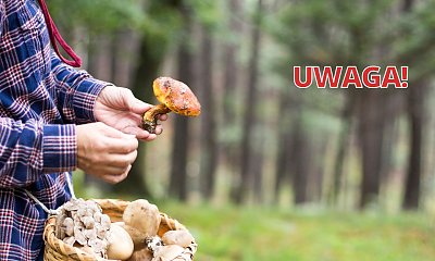 Uważajcie na te grzyby! Po ich zjedzeniu małżeństwo wylądowało na SOR-ze w Rzeszowie