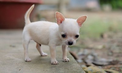 "Kiedy wychodzę na spacer z moją chihuahuą, pół osiedla się ze mnie śmieje!"