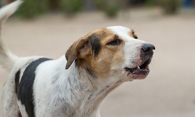 "Sąsiadka tak wyszkoliła psa, żeby szczekał, gdy wracamy do domu. Chyba zgłoszę to do spółdzielni..."