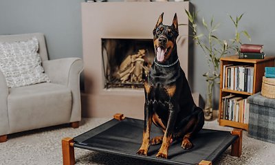 "Sąsiadka zostawia roczną córkę sam na sam z ogromnym dobermanem. Czy ona oszalała?"