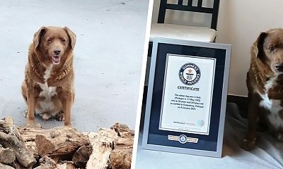 Bobi — najstarszy pies świata — odszedł za tęczowy most w imponującym wieku... 31 lat