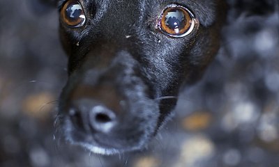 "Mąż chciał psa, a teraz z nim nie wychodzi na dwór. Znów wszystko na mojej głowie"