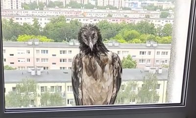 Wyjątkowy Orłosęp pojawił się na parapecie w Poznaniu i stał się królem internetu [memy]